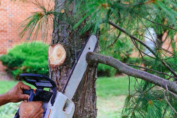 Best Tree Removal Contractors  in USA